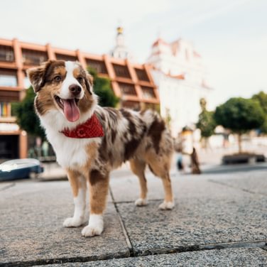 Guide to Lithuania. Exploring Vilnius with your pet